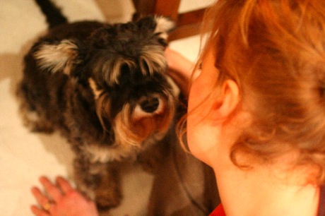 hittehund