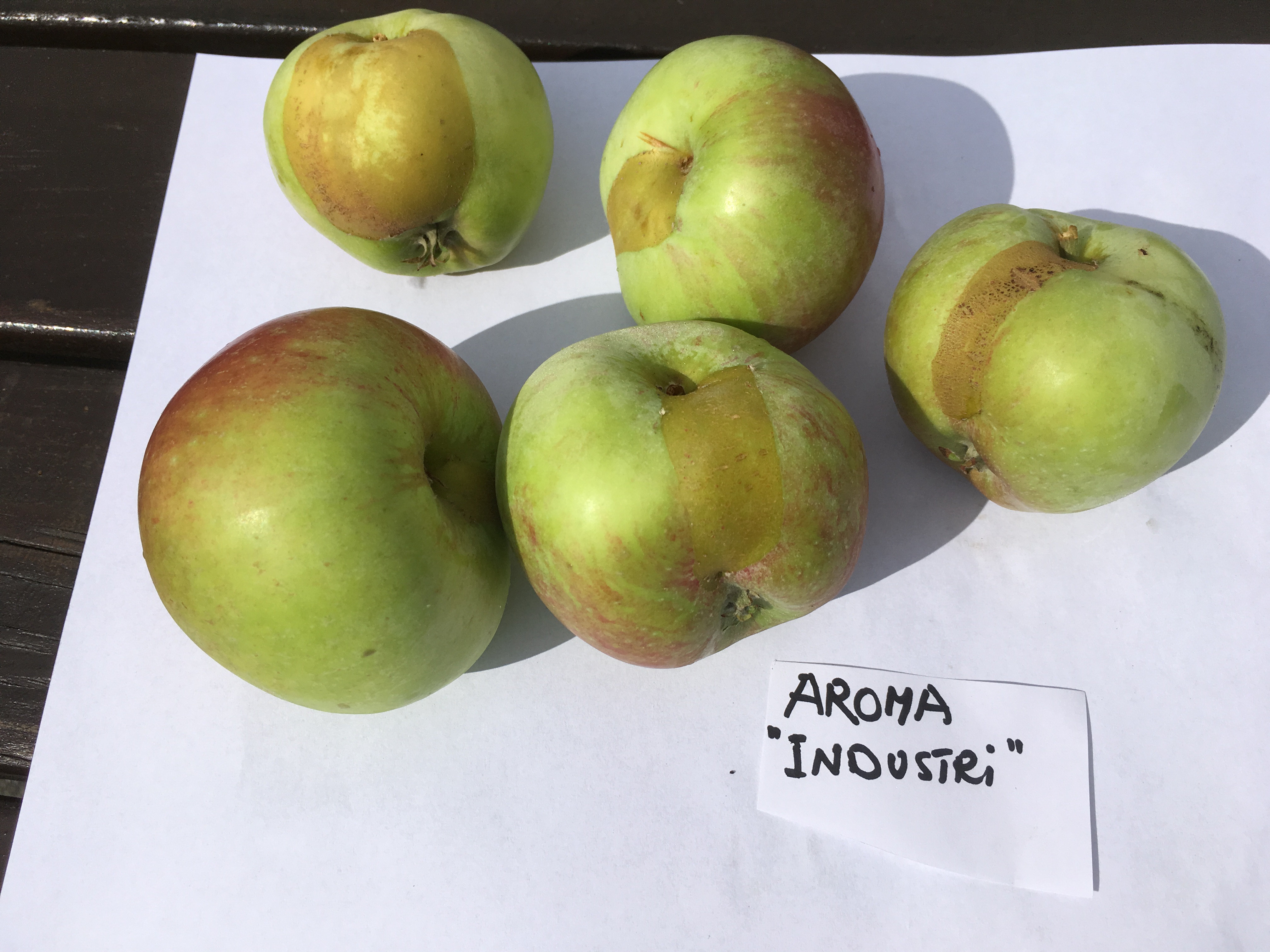 Frostskadat äpple med slips